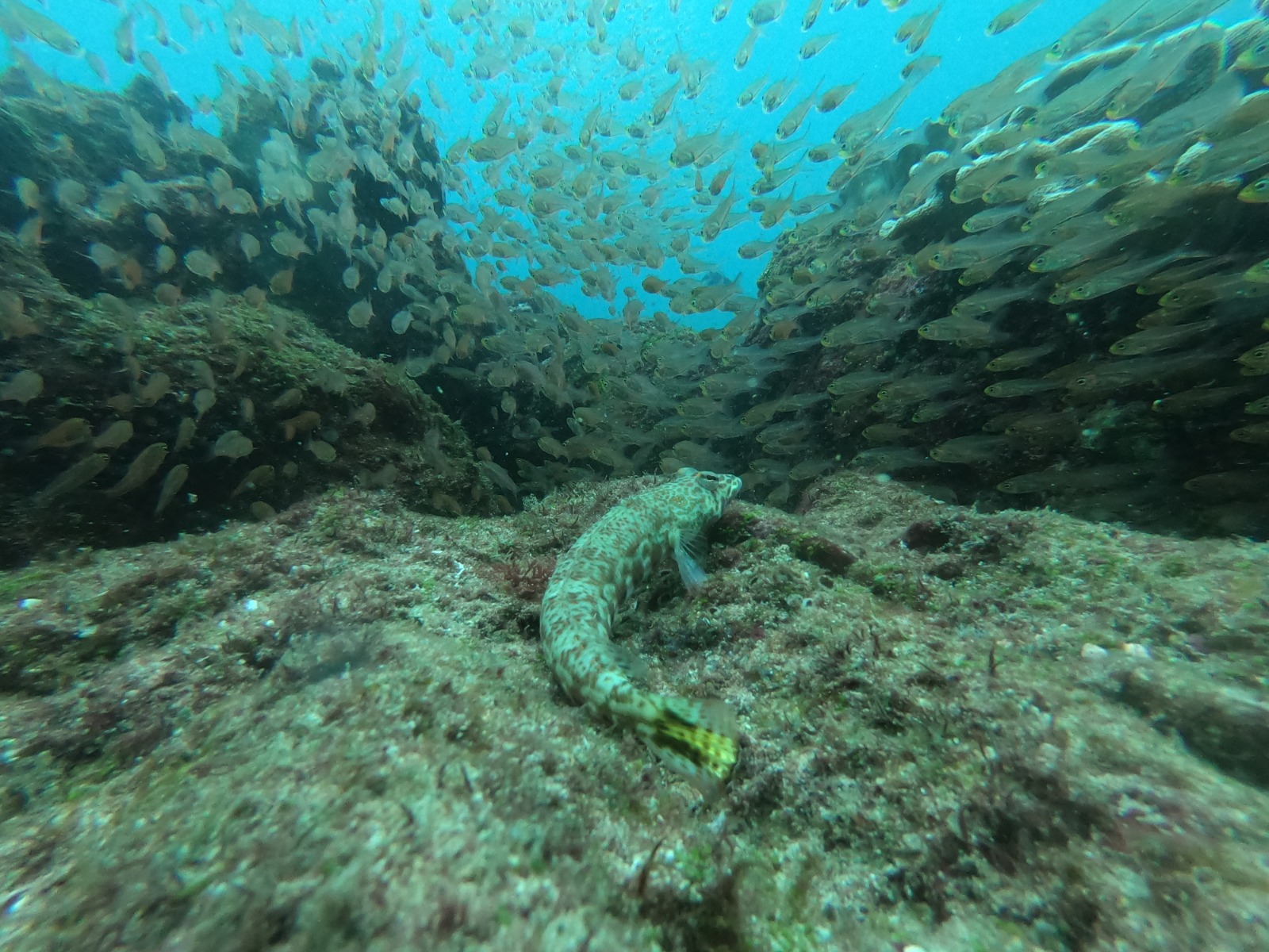 WhatsApp Image 2024-06-20 at 09.31.59_61c4d8ea