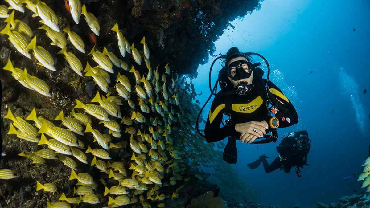 Blog-Header-Diver-School-of-Fish