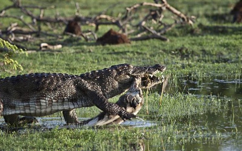 4635_1024x1024_2013-07-16-20-32-20-870x480-1