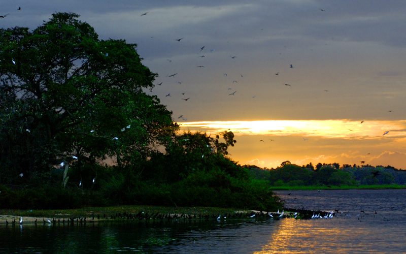 Wildlife_Preserve_Near_Kirinda,_Sri_Lanka