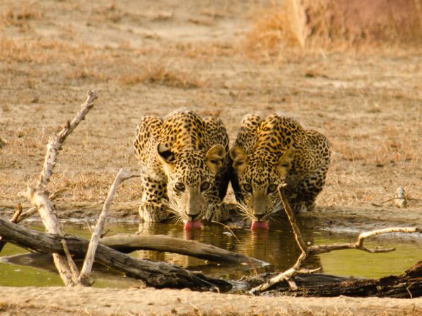 e9ce96_72b94075feb74150b4c80705c2c245ff~mv2