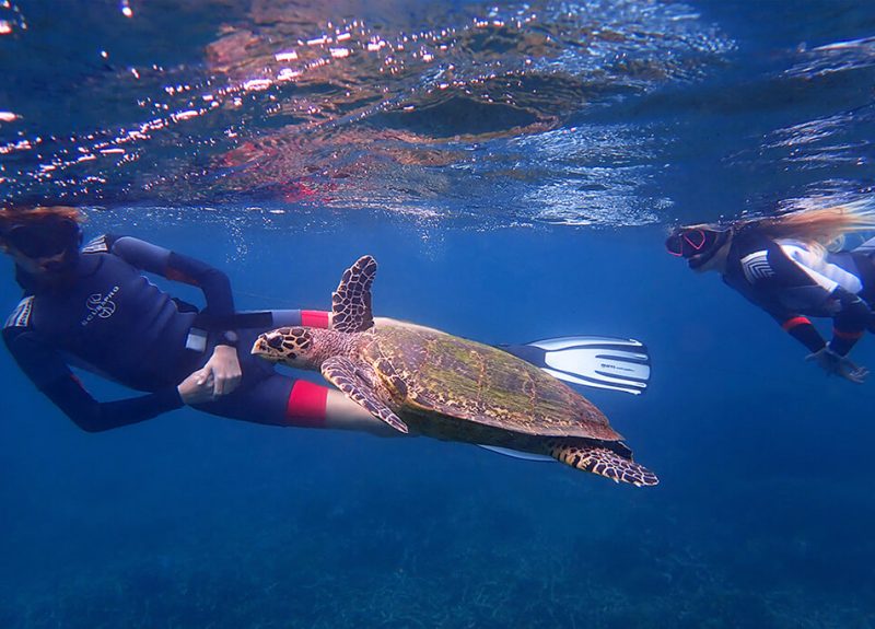 snorkeling-on-pigeon-island-with-turtles
