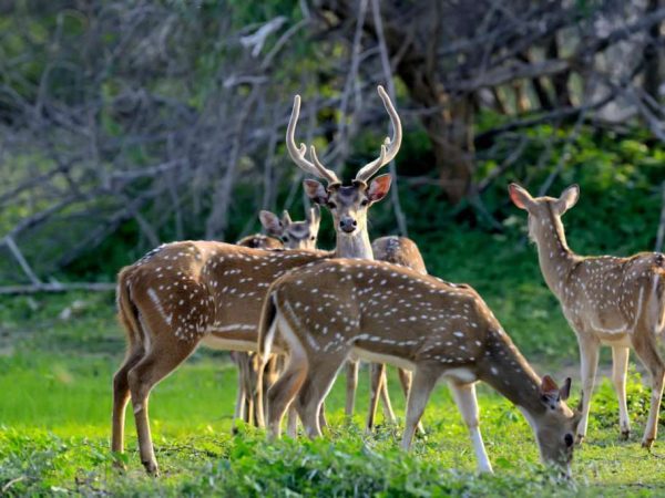 wild-spotted-deer-2021-08-26-15-55-33-utc-1024x684